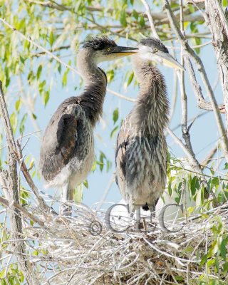 Great Blue Heron, tasting a sibling  4Z035643 copy.jpg