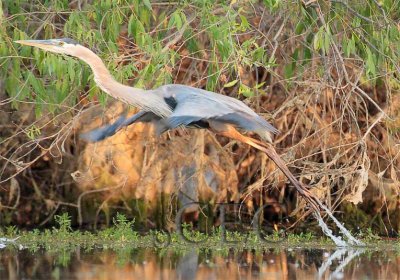 Great Blue Heron  4Z036042 copy.jpg