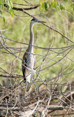 Great Blue Heron, juvenile  4Z036093 copy.jpg