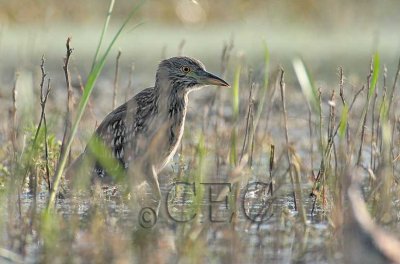 Black-crowned Night Heron from canoe  4Z036137 copy.jpg