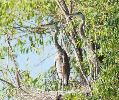 Great Blue Herons, juveniles in nest 4Z036156 copy.jpg