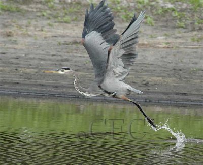 Great Blue Heron,4Z9O1189 copy.jpg