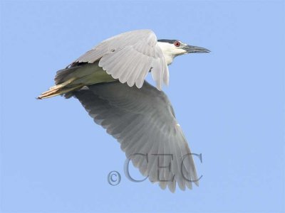 Black-crowned Night Heron  WT4P2651 copy.jpg