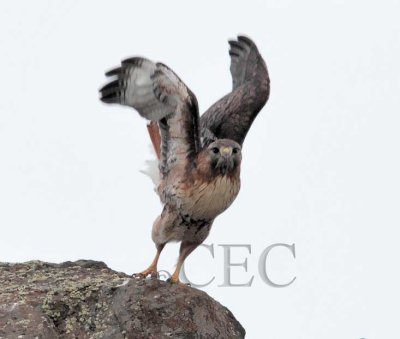 Red-tailed Hawk  AE2D1618 copy.jpg