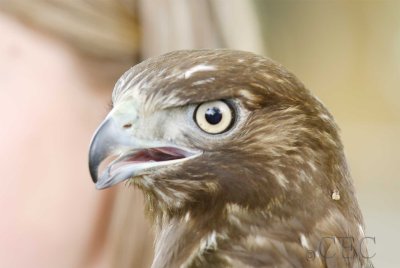 Red-tailed Hawk, Raptor House, Selah, WA  WT4P3164 copy.jpg