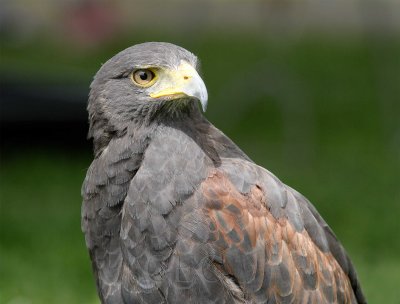 Harris's Hawk, Raptor House, Selah WA  WT4P3215 copy.jpg