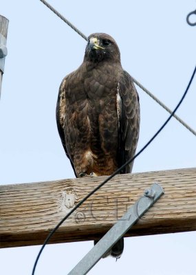 Dark-phased Red-tailed or Swainson's hawk, no white on chin, WT4P9290 copy.jpg