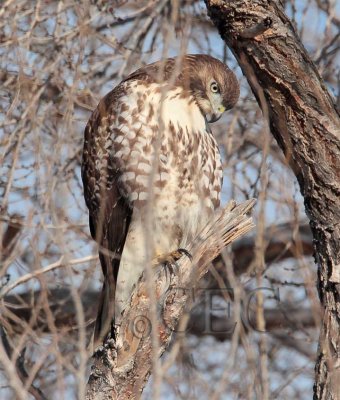 Red-tailed Hawk, Yakima, January  _EZ51913 copy.jpg