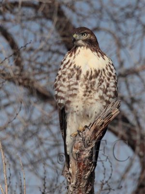 Red-tailed Hawk, Yakima, January  __EZ51939 copy.jpg