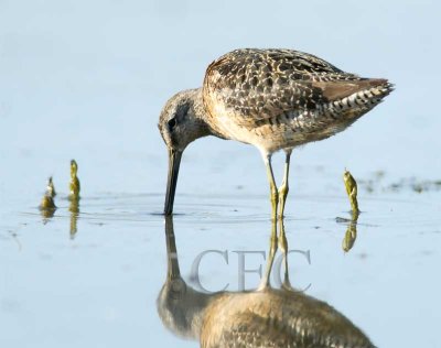 Dowitchers