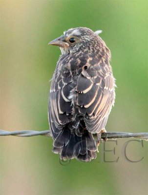 Juvenile with some downy feathers, likely Red-winged Blackbird  AEZ11889 copy.jpg