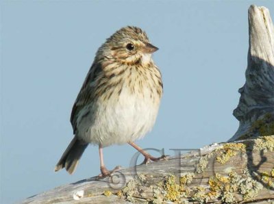 Juvenile Savannah Sparrow, San Jaun Island, early July  WT4P1710 copy.jpg