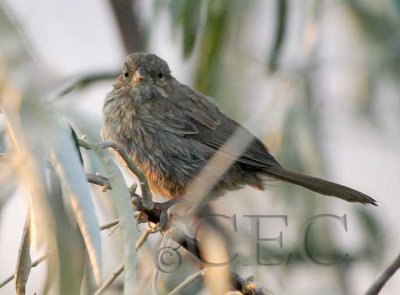 Juvenile, probably Song Sparrow  WT4P9289 copy.jpg