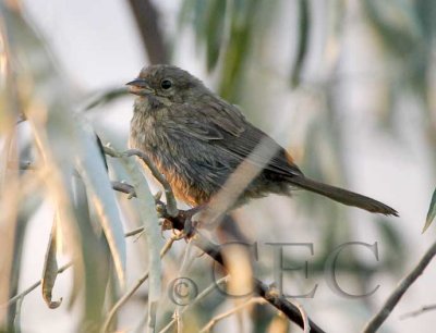 Juvenile, probably Song Sparrow  WT4P9290 copy.jpg