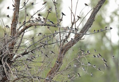 Tree Swallows and a couple Barn Swallows AE2D9001 copy.jpg