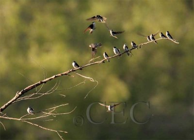 Tree Swallows AE2D9059 copy.jpg