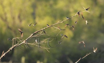 Tree Swallows AE2D9083 copy.jpg