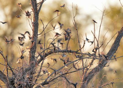 Tree Swallows AE2D9142 copy.jpg