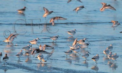 Sanderlings and Dunlin  _EZ47655 copy.jpg