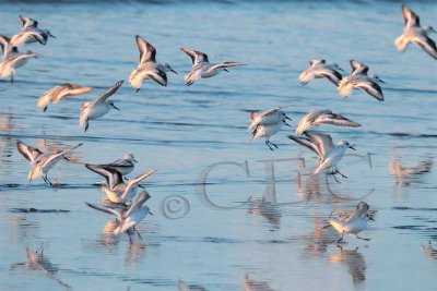 Sanderlings landing   _EZ47659p.jpg