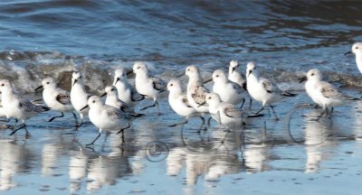 Sanderlings