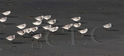 Sanderlings