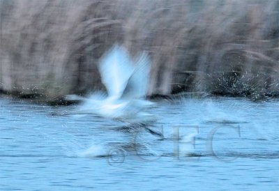 Flying Swans
