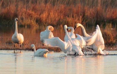 Tundra Swans AEZ29298.jpg