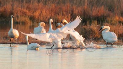 Tundra Swans AEZ29299 copy.jpg