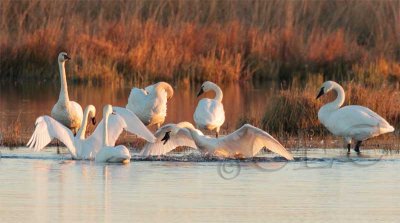 Tundra Swans AEZ29307 copy.jpg