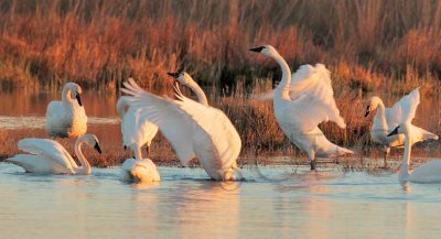 Generic Swans