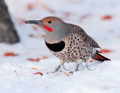 Northern Flicker with tongue out  4Z043301 copy.jpg