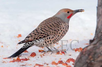 Northern Flicker with toungue out  4Z043308 copy.jpg