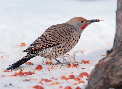 Northern Flicker with tongue out  4Z043311 copy.jpg