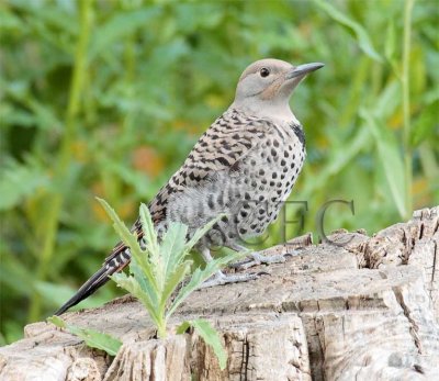 Northern Flicker female AEZ11817 copy.jpg