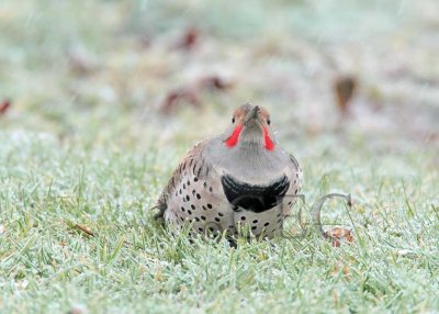 Northern Flicker in light snow  AEZ29570.jpg