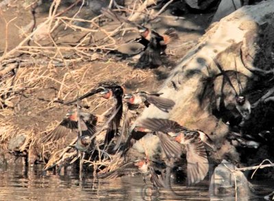 Cliff swallows, Yakima River  _EZ41342 copy.jpg