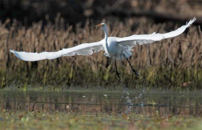 Egrets Flying