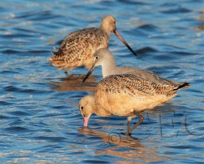 Marbled Godwits and Willet  4Z040618 copy.jpg