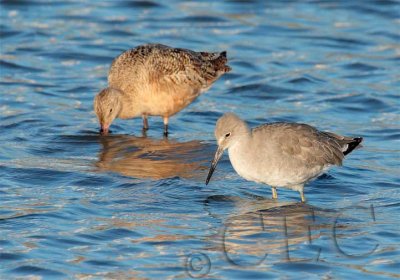 Willet and Marbled Godwit  4Z040624 copy.jpg