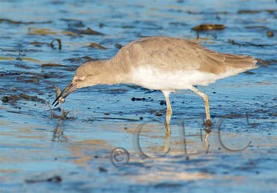 Willet with fish  4Z040648 copy.jpg