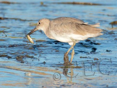 Willet with fish  4Z040652 copy.jpg