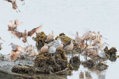 Willets and Marbled Godwits  AEZ27302 copy.jpg