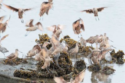 Willets and Marbled Godwits  AEZ27303 copy.jpg