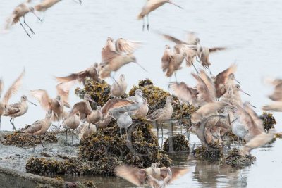 Willets and Marbled Godwits  AEZ27306 copy.jpg