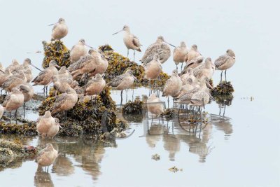 Willets and Marbled Godwits  AEZ27367 copy.jpg