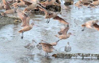 Willets and Marbled Godwits  AEZ27388 copy.jpg