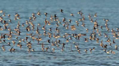 Dunlin and Sanderlings  _EZ46821 copy.jpg