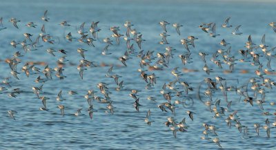 Dunlin and Sanderlings  __EZ46825 copy.jpg