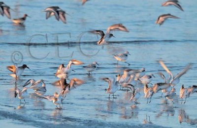 Dunlin and Sanderlings  __EZ47656 copy.jpg